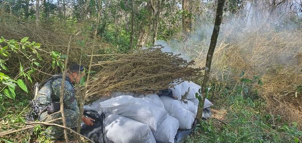 Más 47 hectáreas de cultivos de marihuana destruidas en operativo Omega 9 - Nacionales - ABC Color