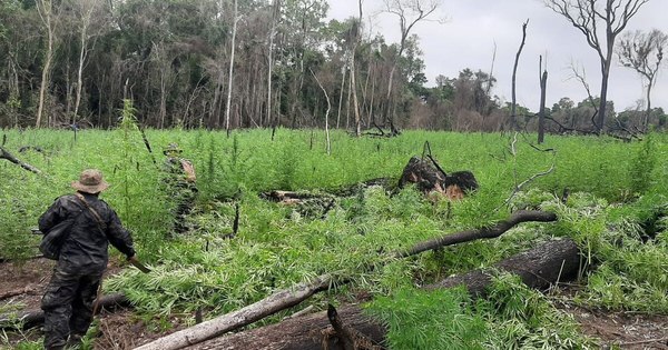 La Nación / Destruyen 66 hectáreas de marihuana en la reserva Mbaracayú