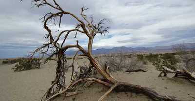 La conexión que habría entre el coronavirus y el cambio climático - C9N