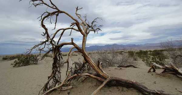 La conexión que habría entre el coronavirus y el cambio climático - C9N