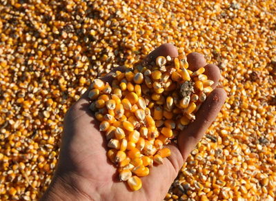 Argentina registra un 25% menos de explotaciones agropecuarias que en 2002 - MarketData