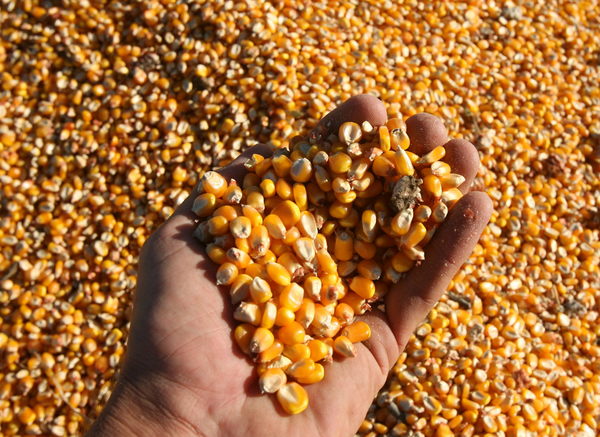 Argentina registra un 25% menos de explotaciones agropecuarias que en 2002 - MarketData