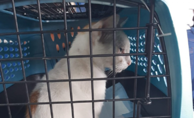 ¡Increible! Sorprenden a “narcogato” intentando pasar droga a una cárcel en Panamá