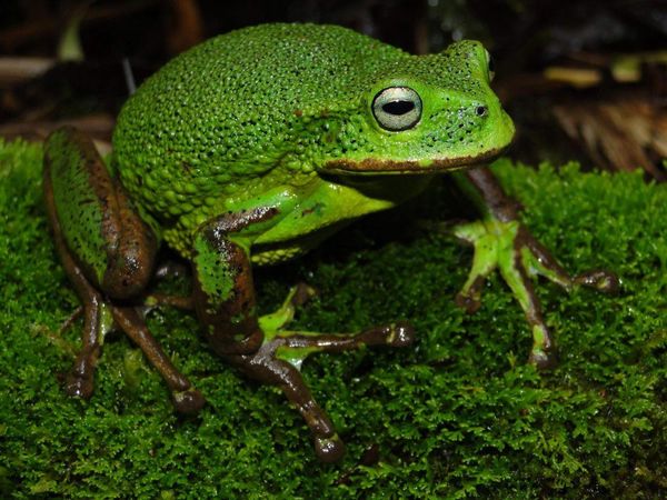 Descubren dos nuevas especies de ranas en la Amazonía peruana