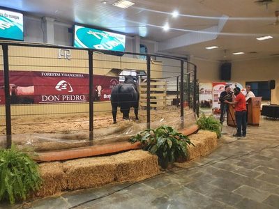 Forestal y Ganadera Don Pedro vende años de selección Braford, Brangus y Brahman