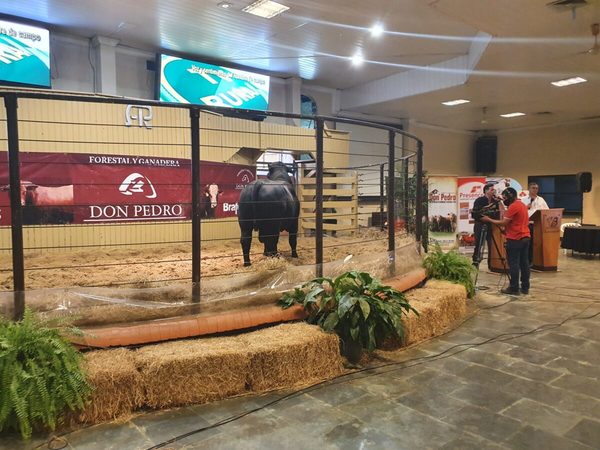 Forestal y Ganadera Don Pedro vende años de selección Braford, Brangus y Brahman