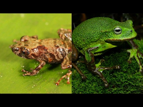 DESCUBREN DOS NUEVAS ESPECIES DE RANAS EN LA AMAZONÍA PERUANA