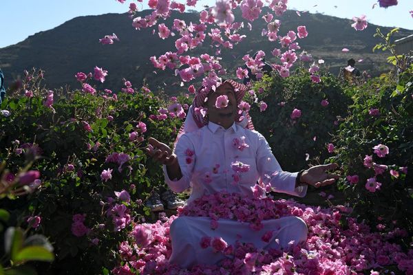 Taif, una ciudad repleta de rosas en medio del desierto saudita