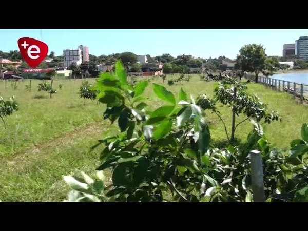 IMPULSAN ARBORIZACION DE LA COSTANERA ROA BASTOS DE ENCARNACIÓN