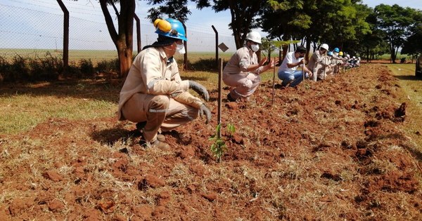 La Nación / LDC y A Todo Pulmón unen fuerzas para plantar 1.680 árboles en Canindeyú