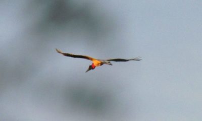 Las aves paraguayas, riqueza, diversidad, cultura y tradición