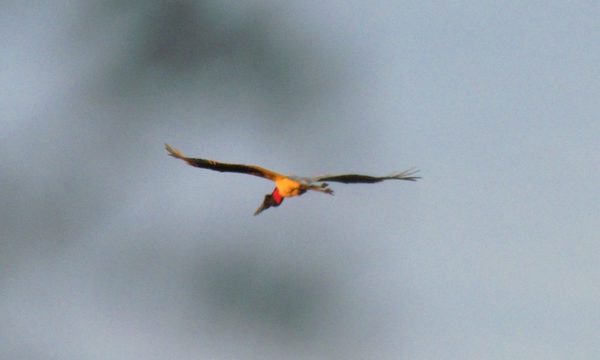 Las aves paraguayas, riqueza, diversidad, cultura y tradición