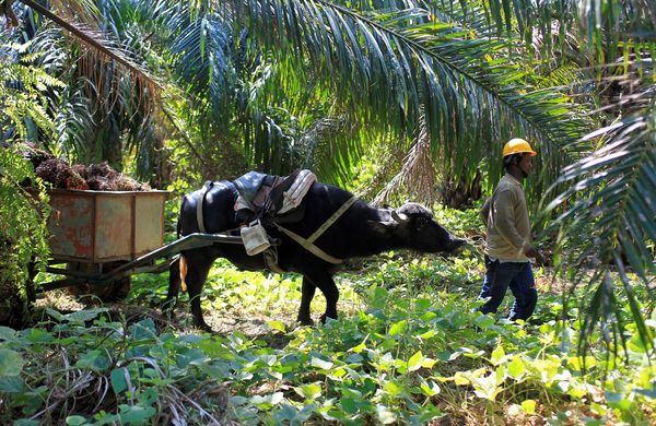 La producción sostenible de aceite de palma, una de las apuestas de Colombia - MarketData