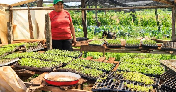 La Nación / Desarrollo Social desembolsará G. 9.000 millones para emprendimientos de Tenonderã