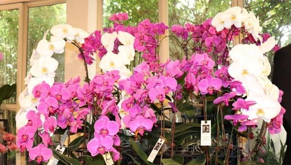 Orquídeas de alta gama ya se producen en Paraguay (variedades reconocidas y premiadas internacionalmente)