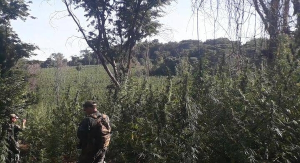 Diario HOY | SENAD y la FTC destruyeron más de 300 toneladas de marihuana en Amambay