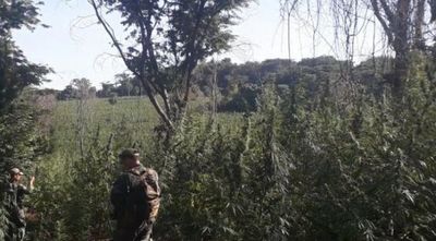 SENAD y la FTC destruyeron más de 300 toneladas de marihuana en Amambay