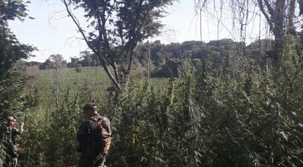 SENAD y la FTC destruyeron más de 300 toneladas de marihuana en Amambay