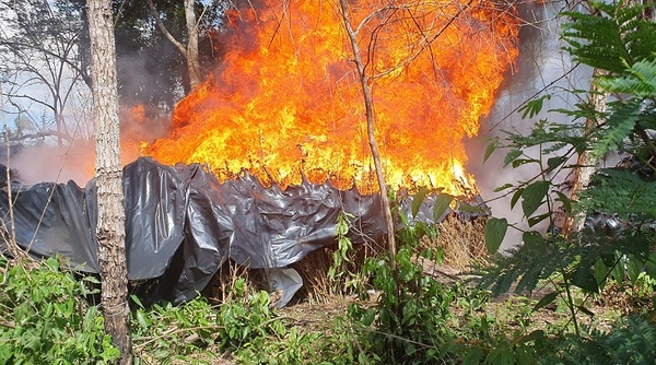 En operativo conjunto anulan 321 toneladas de marihuana en Amambay.