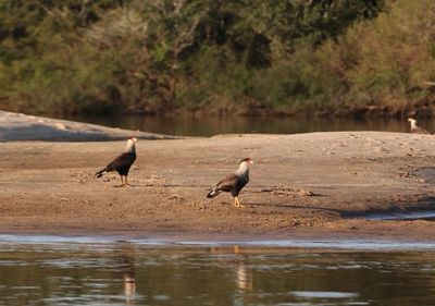 Los "pájaros pintados" que nombran a Uruguay rincón de turismo responsable - MarketData