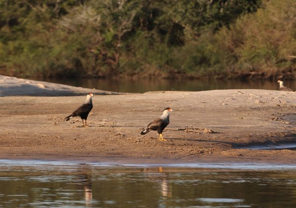 Los "pájaros pintados" que nombran a Uruguay rincón de turismo responsable - MarketData