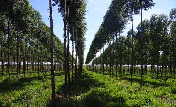 Exportaciones de productos forestales crecieron 124%