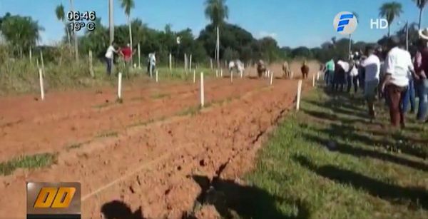Horqueta: Concurrida carrera de caballos en plena pandemia