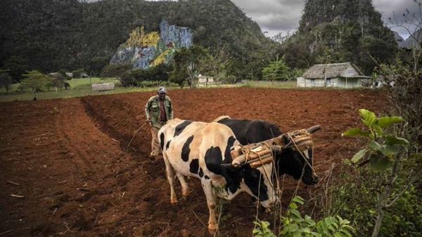 Cuba autoriza la venta de carne de res, antes castigada con cárcel