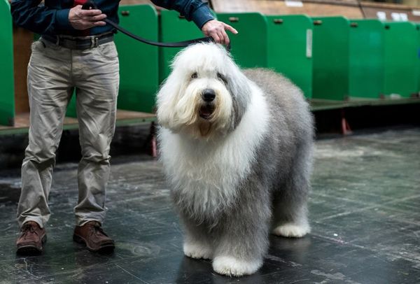 El perro pastor inglés, en peligro de extinción en el Reino Unido - Mascotas - ABC Color