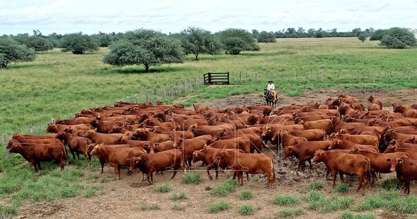 La Nación / Paraguay importó 12,7 millones de animales y material genético en el primer trimestre