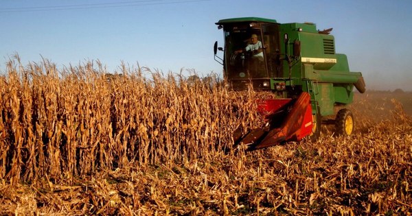 La Nación / Exportaciones de maíz cayeron 18,5 % en el primer trimestre