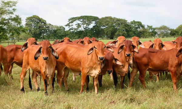 Colombia está próximo a exportar carne enfriada y congelada a Indonesia