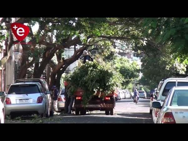 RECUERDAN SERVICIO MUNICIPAL DE PODA DE ÁRBOLES Y RECOLECCIÓN DE RAMAS