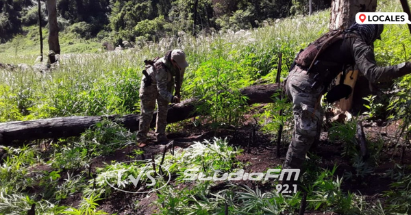 SENAD DESTRUYE CULTIVOS DE MARIHUANA EN MARÍA AUXILIADORA