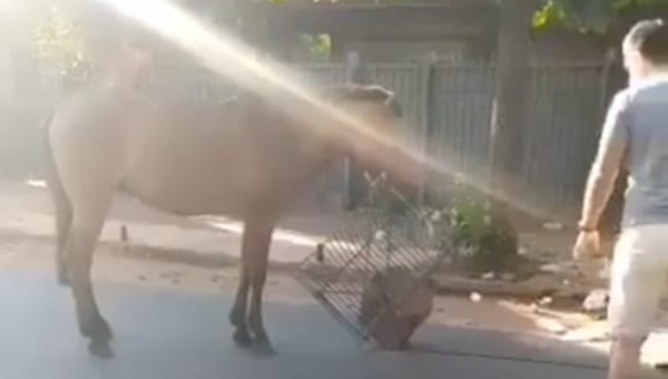Crónica / (VIDEO) Maltrato animal: Encadenaron a caballo a un basurero
