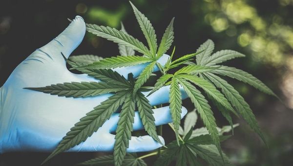 Líderes sudamericanos del cañamo industrial: Ya tenemos más superficie de cultivo que España