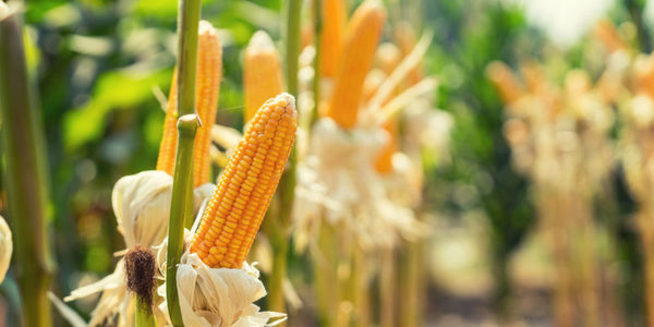 Exportaciones de maíz cayeron 18,5 %