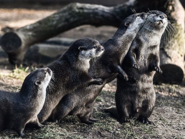 Nutrias de un acuario de EEUU dan positivo a Covid-19