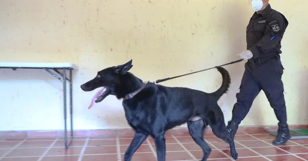 La Nación / El Salvador entrena perros para detectar COVID-19 en aeropuerto