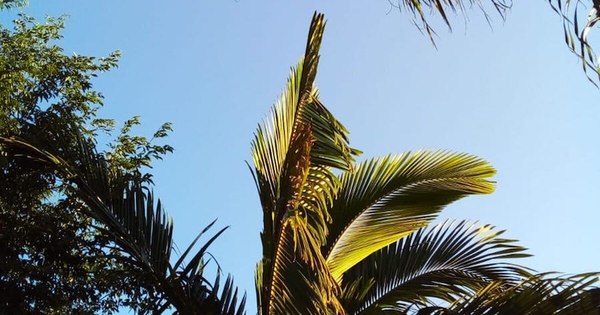 La Nación / La vitalidad de lo plural