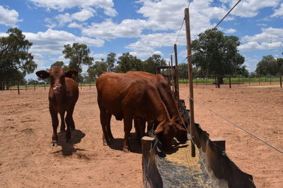 El intensivo desafío de eliminar la recría en el ciclo completo en un año sin lluvias