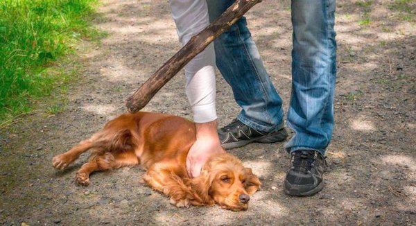 Crónica / Lalan contra maltrato de animales en Caaguazú