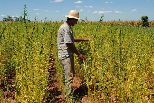 Destacan avances en mejoras para la inocuidad de rubros agrícolas