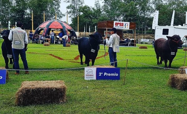 Hoy comienza la Nacional Brangus: más de 60 cabañas compitiendo en pista