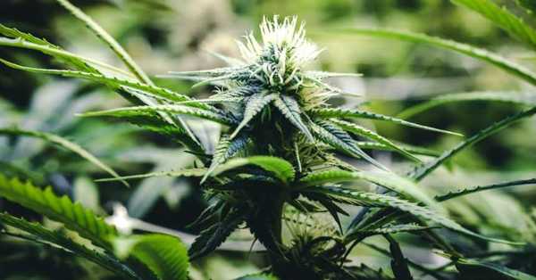 En Nueva York regalaron marihuana a los vacunados contra el Covid-19 - C9N
