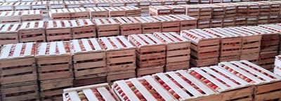 MAG sostiene que no hay acuerdo con productores frutihortícolas sobre precio de tomates | Ñanduti