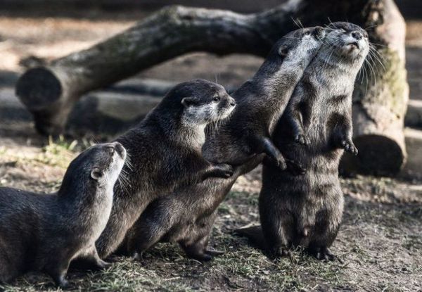 Nutrias de un acuario de EEUU dan positivo a Covid-19