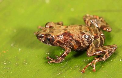 Perú descubre nueva variedad de rana Pristimantis - Ciencia - ABC Color