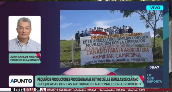 Diario HOY | Pequeños productores procederán al retiro de las semillas de Cañamo
