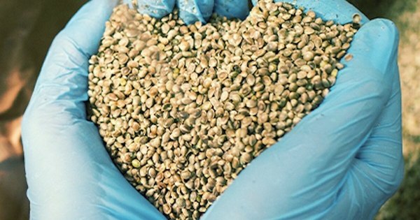 La Nación / Pequeños productores nuevamente no pudieron retirar semillas de cáñamo